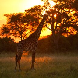 rsz_tanzania-katavi-np-giraffe