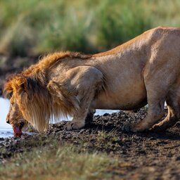 rsz_tanzania-ngorongoro-krater-drinkende-leeuw