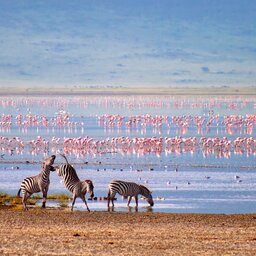 rsz_tanzania-ngorongoro-krater-zebras-en-flamingos