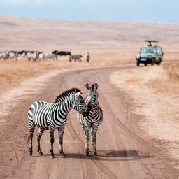 rsz_tanzania-ngorongoro-zebras-jeep