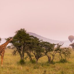 rsz_tanzania-serengeti-excursie-hot-air-ballooning-boven-serengeti_6