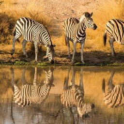 rsz_zuid-afrika-kruger-streek-8