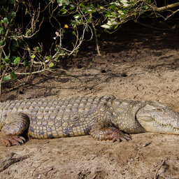 rsz_zuid-afrika-saint-lucia-excursie-hippo-crocodile-boattour-1