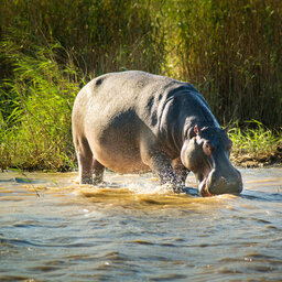 rsz_zuid-afrika-saint-lucia-excursie-hippo-crocodile-boattour-3