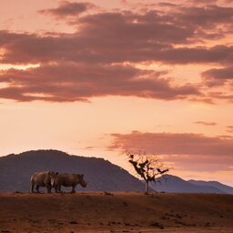 rsz_zuid-afrika-thornybush-streek-gamedrive-2