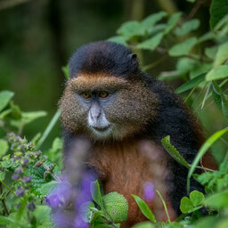 Rwanda - golden monkey - Volcanoes National Park