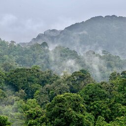 Rwanda - Rainforest Nyungwe