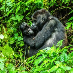 Rwanda-Volcanoes National Park-johnny-africa-unsplash