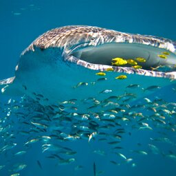 Sal Salis - Ningaloo Reef - Australië (15)