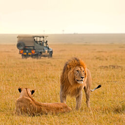 SCL_Masai_Mara_National_Reserve_Game_Drive_Lion_Kenya_001