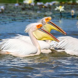 Senegal-Djoudj National Park (3)