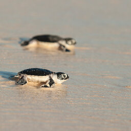 Seychellen-Denis-Island-Excursie-Turtles-hatching-season