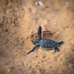 Seychellen-Denis-Island-Excursie-Turtles-hatching-season-david-leveque-unsplash