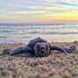 Seychellen-Denis-Island-Excursie-Turtles-hatching-season-mitchel-lensink-unsplash