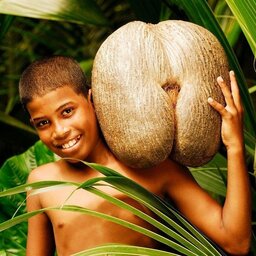 Seychellen-Hoogtepunt3-Praslin coco