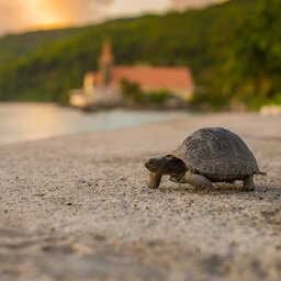 Seychellen-La-Digue-Le-Natautique-Waterfront-Hotel-schildpad-strand