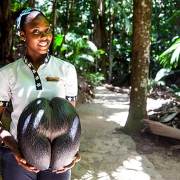 Seychellen-Mahé-Excursie- Enchanted Walk In The Vallee de Mai-3