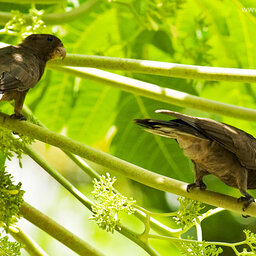 Seychellen-Mahé-Excursie-Vallee de Mai-Anse Lazio-2