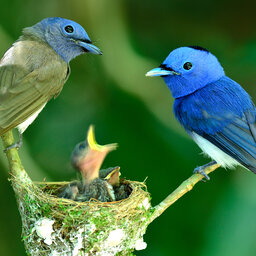 Seychellen-natuurfoto-vogeltjes