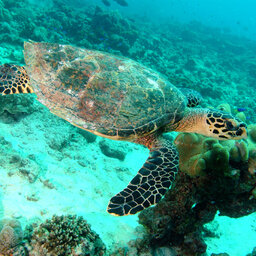 Seychellen-Praslin-algemeen-schildpad