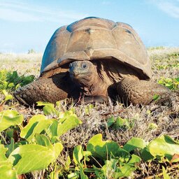 Seychellen-Private-Eilanden-Astove-Coral-House-schildpad