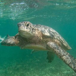 Seychellen-Private-eilanden-BlueSafari-Cosmo-Eco-Camp-onderwater-schildpad