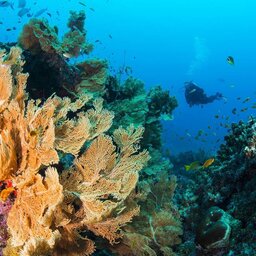 Seychellen-Private-eilanden-BlueSafari-Cosmo-Eco-Camp-onderwaterwereld