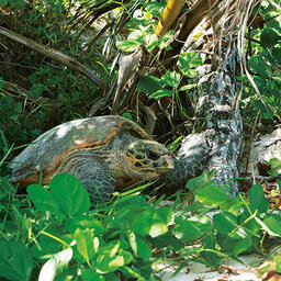 Seychelles-Mahé-Constance Lemuria (23)