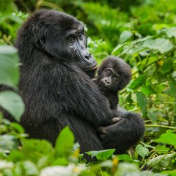 Oeganda-Bwindi Impenetrable Forest