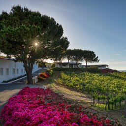 Sicilie-Eolische-Eilanden-Capofaro-Locanda-&-Malvasia-wijngaarden