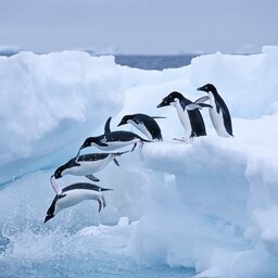 South Shetland