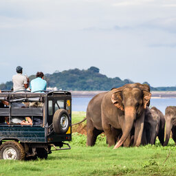 Sri-Lanka-Culturele-Driehoek-Excursie-Jeepsafari-in-Minneriya-NP-8