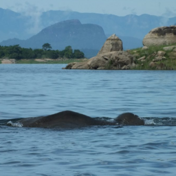 Sri-Lanka-Gal-Oya-National-Park-Olifant-2