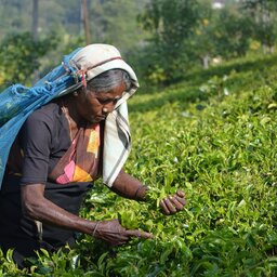 Sri-Lanka-Hooglanden-Excursie-Tea-Picking-Tea-Factory-visit-and-Tea-Tasting-1