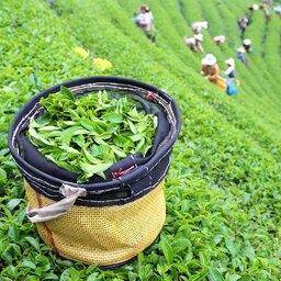 Sri Lanka-Nuwara Eliya-hoogtepunt-theeplantages