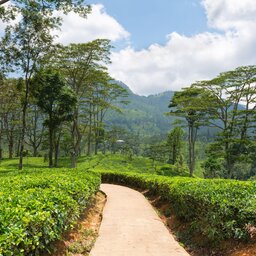 Sri Lanka-Nuwara Eliya-hoogtepunt-theeplantages1