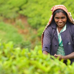 Sri Lanka-Nuwara Eliya-hoogtepunt-theeplukker