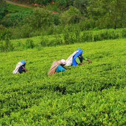 Sri Lanka-Nuwara Eliya-hoogtepunt-theeplukkers