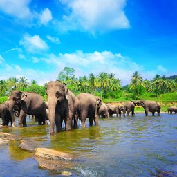 Sri Lanka-Pinnawela-hoogtepunt-elephant sanctuary2