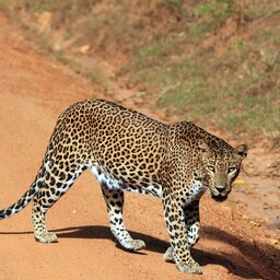 Sri Lanka-Yala-hoogtepunt-safari