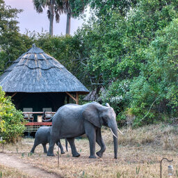 Tanzania-Katavi NP-Mbali-Mbali-Katavi-Lodge-olifant-tent