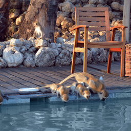 Tanzania-Lake-Manyara-Chem-Chem-Lodge-zwembad-drinkende aapjes