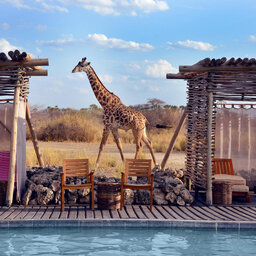 Tanzania-Lake-Manyara-Chem-Chem-Lodge-zwembad-giraf