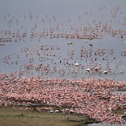 Tanzania-Lake Manyara-flamingo's