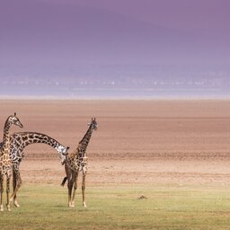 Tanzania-Lake Manyara-Giraf