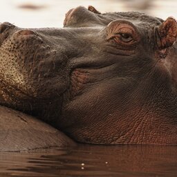 Tanzania-Lake Manyara-Hippo