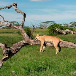 Tanzania-Lake Manyara-Leeuw in boom