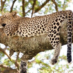 Tanzania-Lake Manyara-luipaard in boom