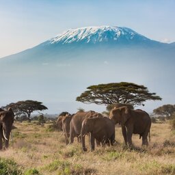 Tanzania-Mt Kilimanjaro-olifanten