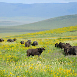 Tanzania-Ngorongo-The-Highlands-buffels-veld